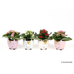 KALANCHOE BLOSSF p6 E 3059