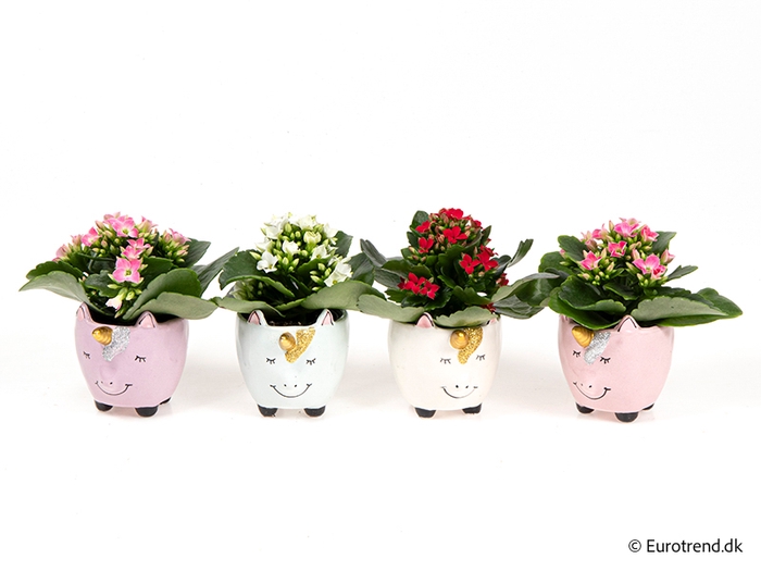 <h4>KALANCHOE BLOSSF p6 E 3059</h4>