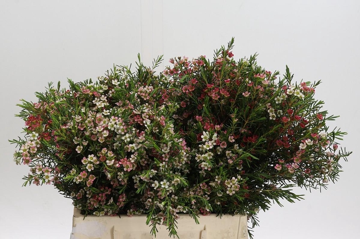 Chamelaucium uncinatum 'My Sweet 16'
