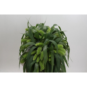 Setaria Italica Volle Melk