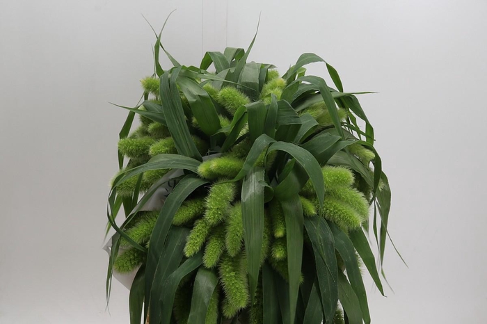 Setaria Italica Volle Melk