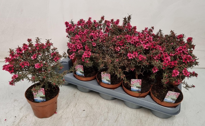 <h4>LEPTO SCOPARIUM</h4>