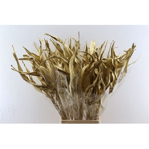 Dried Strelitzia 10pc Antiek Gold Bunch Slv