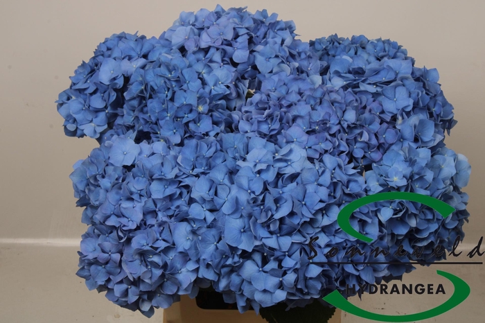 <h4>HYDR M CH PIMPERNEL</h4>