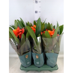 Guzmania  'Fiero Orange'