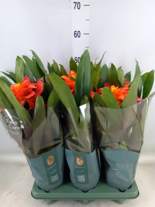 <h4>Guzmania  'Fiero Orange'</h4>