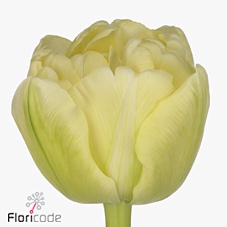 Tulipa do avant garde