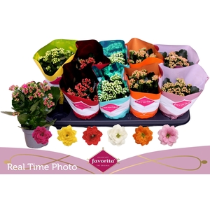 KAL GE PERF GEM 6 KL