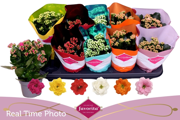 <h4>KAL GE PERF GEM 6 KL</h4>