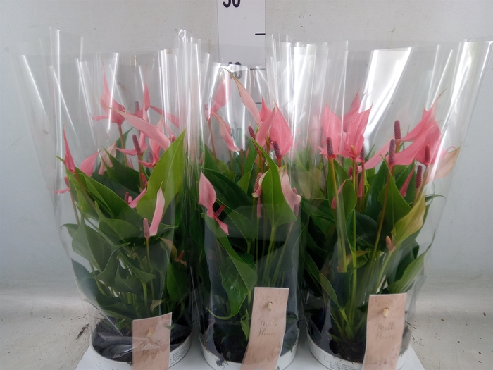 <h4>Anthurium andr. 'Lilli'</h4>