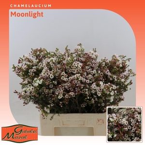 Chamelaucium Moonlight