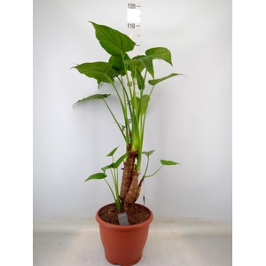 Alocasia cucullata