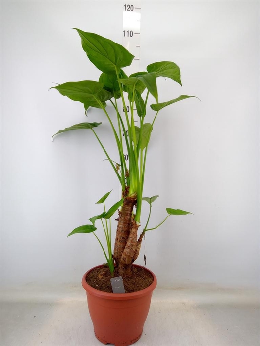 <h4>Alocasia cucullata</h4>
