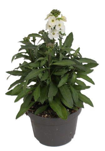 <h4>Erysimum Leya White</h4>