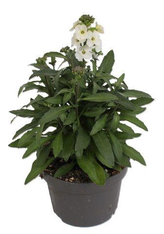 <h4>Erysimum Leya White</h4>
