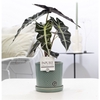 Alocasia Polly in P&PURE Lauren ceramics green