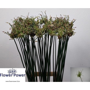 ALLIUM ART