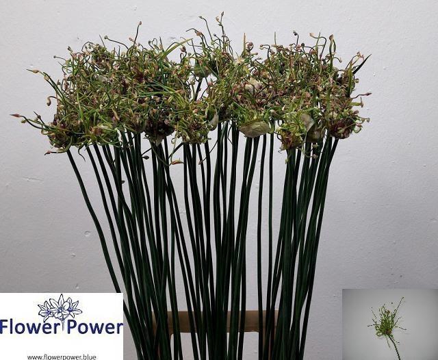 <h4>ALLIUM ART</h4>