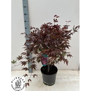 .Acer palmatum atropurpureum