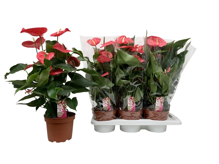 <h4>Anthurium andr. 'California'</h4>