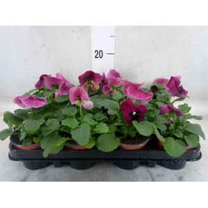 Viola wr. 'Delta Rose Surprise'