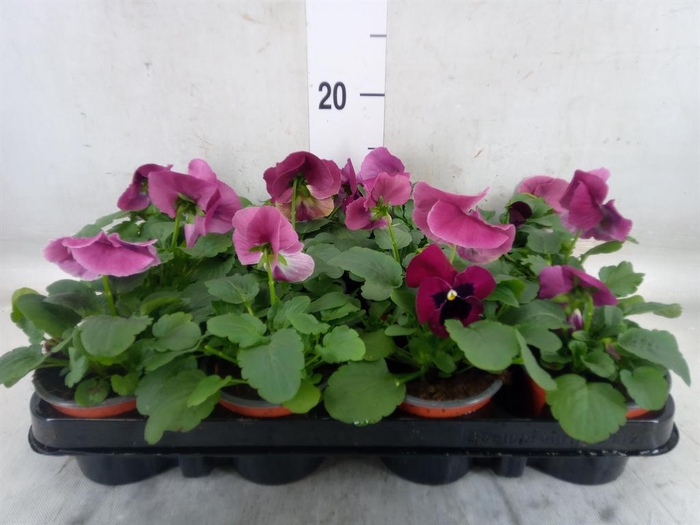 <h4>Viola wr. 'Delta Rose Surprise'</h4>