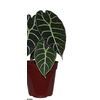 ALOCASIA WATSONIANA TIFFANY P15