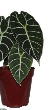 ALOCASIA WATSONIANA TIFFANY P15