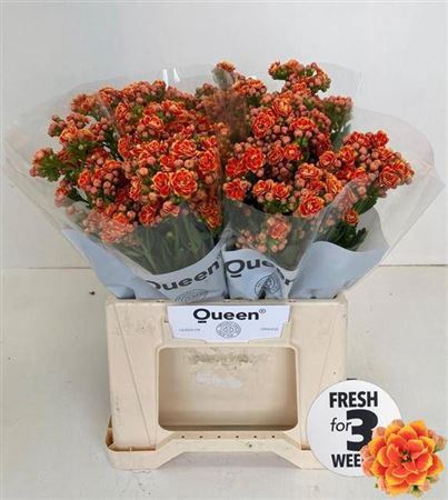 <h4>Kal Flamin Or Meadow</h4>
