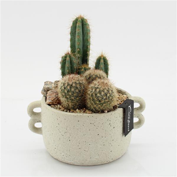 <h4>CTCR-2544 Cactus Essentials</h4>