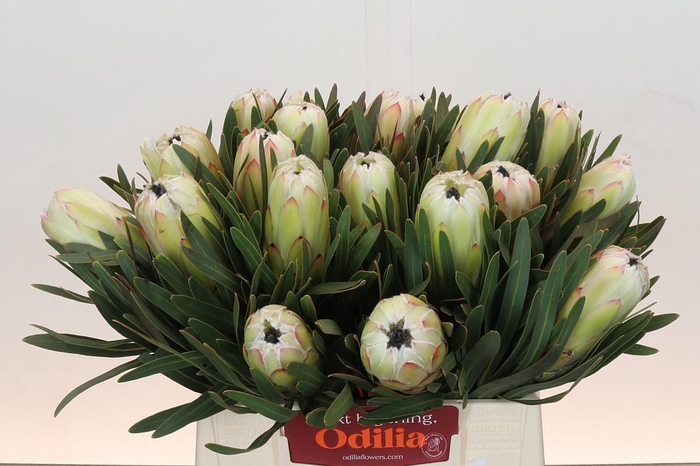 <h4>Protea White Night</h4>