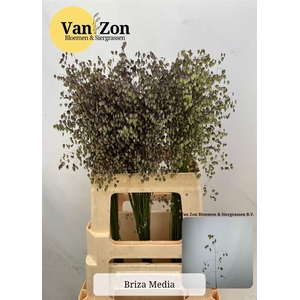 Briza Media