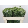 Ammi Visnaga