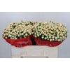 Hypericum Cool Romance