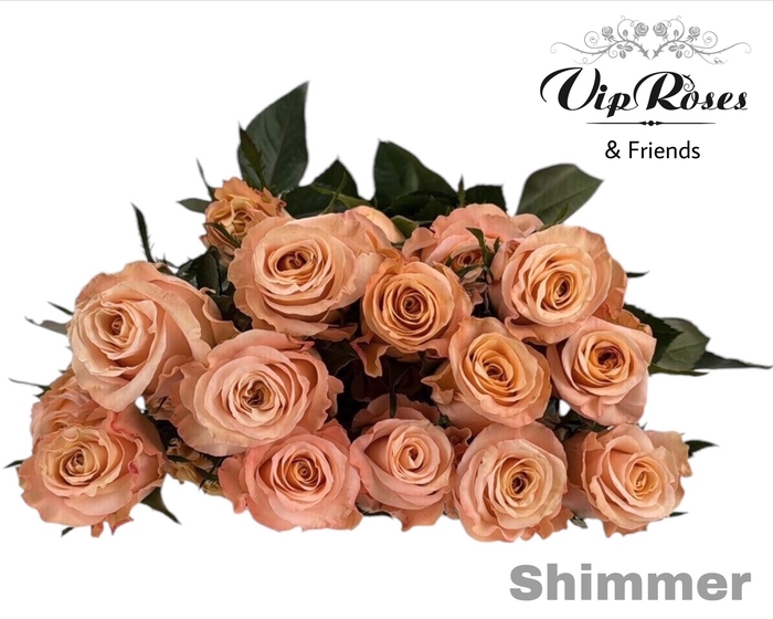 <h4>R GR SHIMMER</h4>