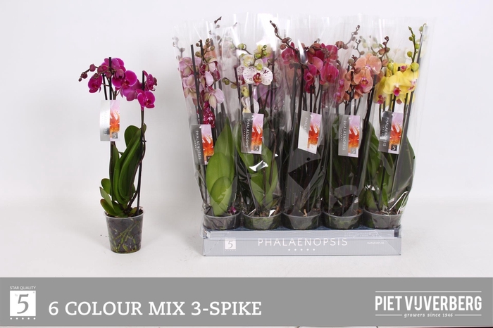 <h4>PHAL GEM 6 KL</h4>