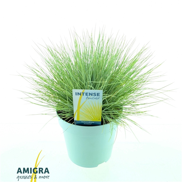 <h4>Festuca glauca AmiGold®</h4>