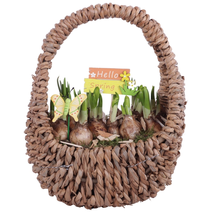 <h4>Bulbs Arr. Narcis Egg Shaped Handle Basket Ø27cm</h4>