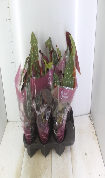 <h4>BEGONIA MACULATA P13 PO</h4>
