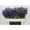 Aster Baby Blue