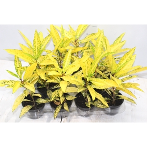 CROTON GOLDEN SUN P11