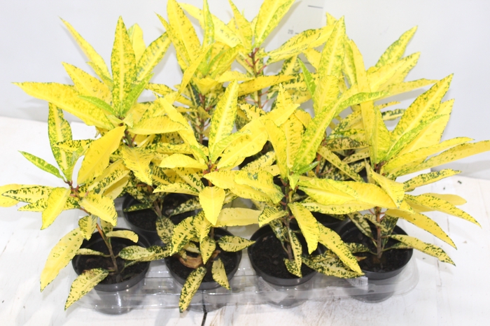 <h4>CROTON GOLDEN SUN P11</h4>