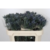 Eryngium Blue Dynamite