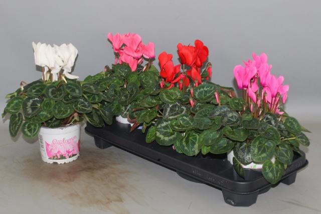 <h4>CYCL GR SUP XL</h4>