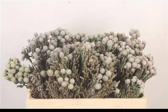 <h4>BRUN LAEVIS</h4>