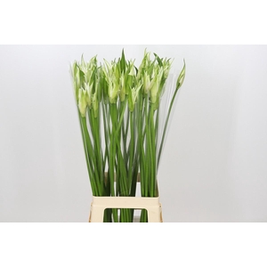 Nerine Like a Virgin