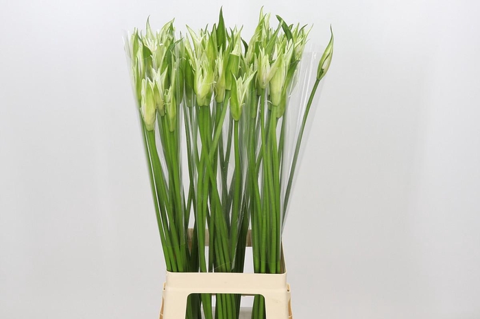 <h4>Nerine Like a Virgin</h4>