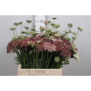 Daucus Carota Dara