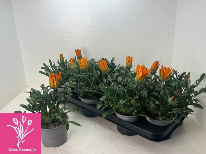 <h4>GAZ GAZOO CL ORANGE</h4>