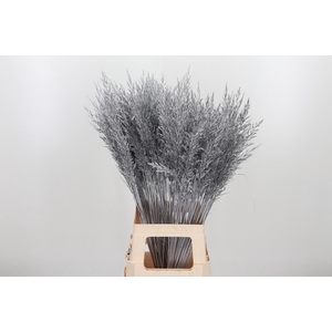 Calamagrostis Kl Bh Zilver